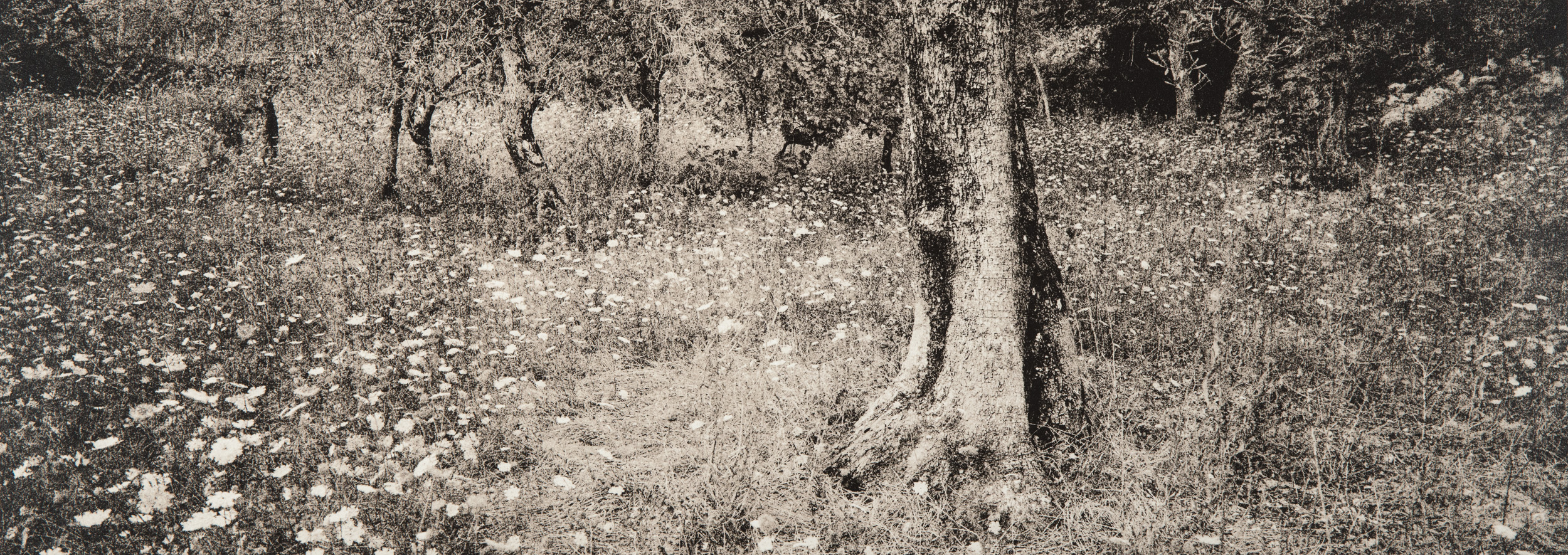 Untitled #7, 2014-2016 from the series 'Se non avessi visto' Gelatin silver lith print 45,5x16,5 cm Unique Artwork